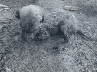 Exhausted, Sick, Body Abandoned In Filth: The Epic Story Of Lola’s Extraordinary Second Chance, A Story Of Perseverance And The Power Of Love That Overcomes All Odds ‎