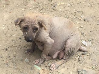 Despite being abandoned at a garbage dump, a pregnant dog perseveres through adversity, her determination unwavering as she prepares for the imminent arrival of her puppies