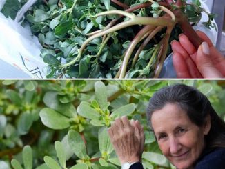 Neighbors from Turkey taught me how to cook this amazing plant: Purslane is tastier than meat