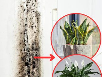 6 Houseplants That Naturally Remove Black Mold From Bathrooms And Walls