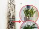 6 Houseplants That Naturally Remove Black Mold From Bathrooms And Walls