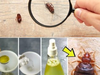 How To Quickly Eliminate Bed Bugs, Cockroaches And Other Insects In Your Home