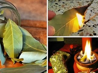 7 Things That Happen If You Burn A Bay Leaf Every Night At Home