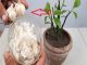 Why Garlic Peels are Like Hidden Treasures: Clever Ways to Repurpose Them