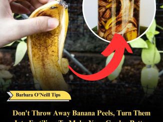 Don’t Throw Away Banana Peels, Turn Them Into Fertilizer To Make Your Garden Better Than Ever