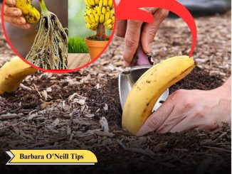 Bury A Banana In The Ground – Here Is The Result In 7 Days