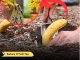 Bury A Banana In The Ground – Here Is The Result In 7 Days