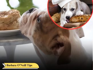 Can Dogs Eat Bread? Read Before You Feed