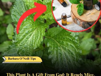 This Plant Is A Gift From God: It Repels Mice, Spiders, And Other Insects From Your Home