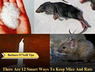 There Are 12 Smart Ways To Keep Mice And Rats Out Of Your Home