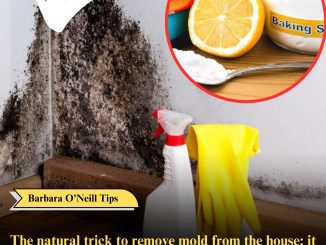 The natural trick to remove mold from the house: it disappears in 1 hour without chemicals