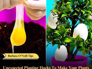 Unexpected Planting Hacks To Make Your Plants Grow Faster