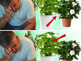 Many types of indoor plants can also help you sleep better and here 10 easy-to-grow plants that help improve your sleep