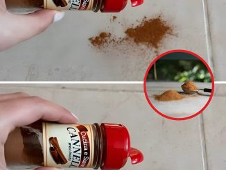 Throw 1 pinch of cinnamon on the ground – the trick that has worked for decades.