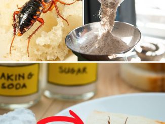 Cockroaches at home? Remedies to get rid of cockroaches