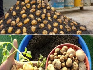 How to Grow Potatoes in a Pot