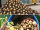 How to Grow Potatoes in a Pot