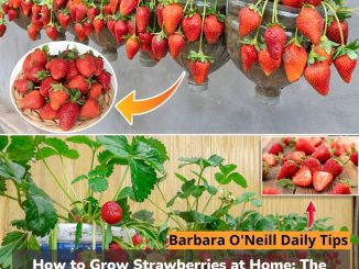 How to Grow Strawberries at Home: The Secret to Abundant Production in 5L Plastic Bottles