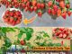 How to Grow Strawberries at Home: The Secret to Abundant Production in 5L Plastic Bottles