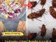 Cockroaches at home? Remedies to get rid of cockroaches!