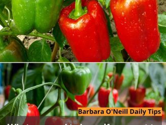 What you need to know if you want to grow succulent and crispy bell peppers.