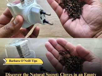 Discover the Natural Secret: Cloves in an Empty Raid for a Mosquito-Free Home