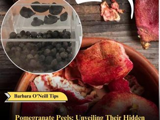 Pomegranate Peels: Unveiling Their Hidden Potential for Health, Home, and Beauty!