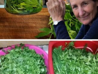 A Chef’s Trick – How to Keep Parsley Vibrant and Whole for Several Months