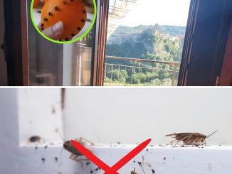 WITH THIS TRICK THE INSECTS WILL NOT ENTER THE HOUSE EVEN WITH THE WINDOWS OPEN