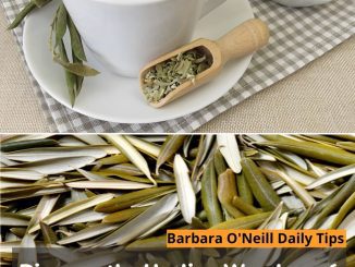 Discover the Healing Wonders of Olive Leaf Tea