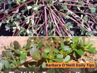 The Hidden Treasure in Your Garden: Discovering Purslane