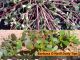 The Hidden Treasure in Your Garden: Discovering Purslane