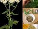 Yarrow Plant: Exploring the Timeless Elegance and Healing Marvels