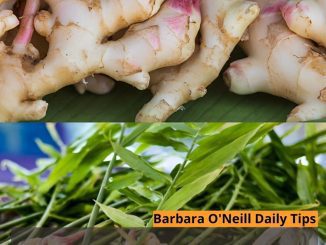 Growing Ginger at Home: A Guide for a Continuous Harvest