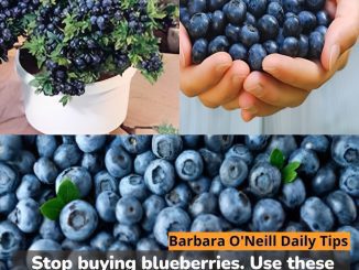 Stop buying blueberries. Use these clever methods to get a never-ending supply.