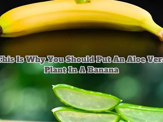 Discover the Reasons to Place Aloe Vera Inside a Banana