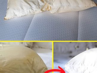 Here’s how to clean dirty pillows from bed to leave them white and sweet scent…