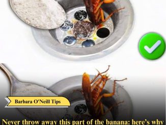 Cockroaches in pipes: 6 tips to get rid of them