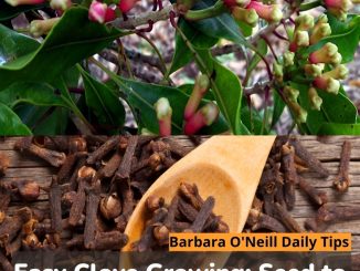 Easy Clove Growing: Seed to Spice: A Beginner’s Guide