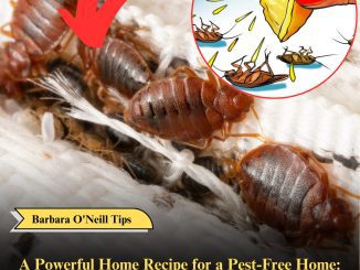 A Powerful Home Recipe for a Pest-Free Home: Eliminate Mosquitoes and Cockroaches