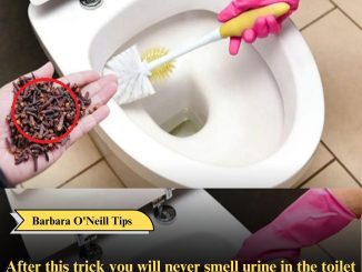 After this trick you will never smell urine in the toilet again