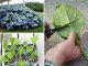 How To Grow New Hydrangeas From Cuttings