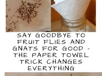 Say goodbye to fruit flies and mosquitoes forever