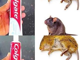 how to eliminate rats and mice with toothpaste