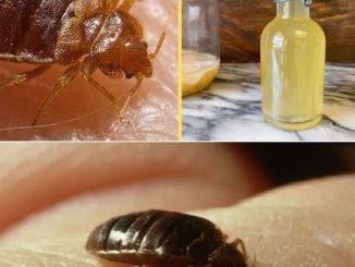 How to Quickly Eliminate Bed Bugs, Cockroaches and Other Insects in Your Home