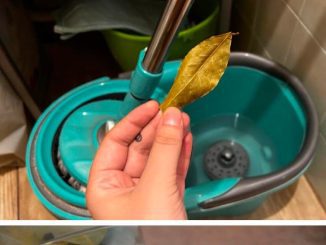 Here’s Why Adding a Bay Leaf to Your Mop Bucket is a Must