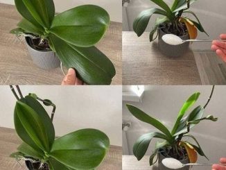 3 simple and effective tips to revive your orchids