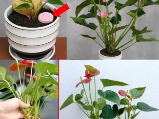 4 tips for your red anthurium to easily fill with flowers