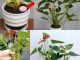 4 tips for your red anthurium to easily fill with flowers