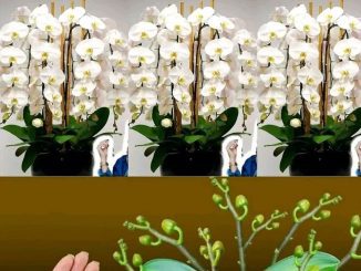 How to make an orchid live without soil? How to keep it in a glass vase?